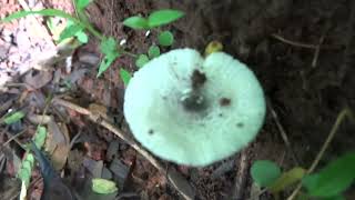 Mushroom diversity of Goa Habit and habitat of Lepiota cristata [upl. by Morice851]