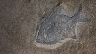 Fossil Fish from the Late Cretaceous of Alberta [upl. by Ettegirb]