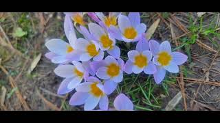 Crocuses and Lake [upl. by Tomkiel]