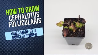 Cephalotus Grow Guide [upl. by Ithaman]