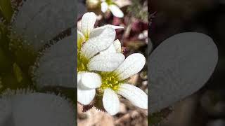 Saxifraga blanca Saxifraga granulata [upl. by Hussar657]