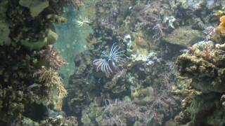 Umbau des Feuerfischbeckens im TropenAquarium Hagenbeck [upl. by Pride]