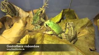 Gastrotheca riobambae  feeding time [upl. by Amato]