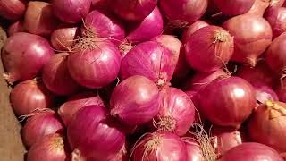 onion peyaj price Today ni Bangladesh Paikari market Dhaka Shyam Bazar peyajer Dam Koto [upl. by Fording]