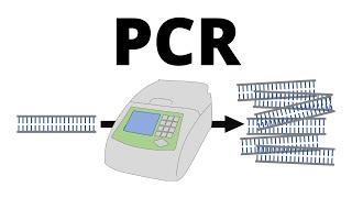 How PCR Polymerase Chain Reaction works explained in 1 minute [upl. by Lusty]