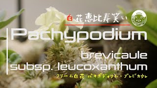 Pachypodium brevicaule subsp leucoxanthum [upl. by Goddord]