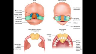 Development of the Intermaxillary segment and Adult derivatives of intermaxillary segment Process [upl. by Enirod]