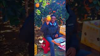 Je récolte des oranges 🍊en Chine food china Oseyi [upl. by Asilehs]