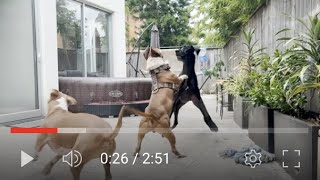 Great Dane vs American Staffy Pitbull  Battle for Alpha male dominance Part One [upl. by Acina]