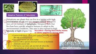 2 Adaptive features of halophytes [upl. by Platus731]