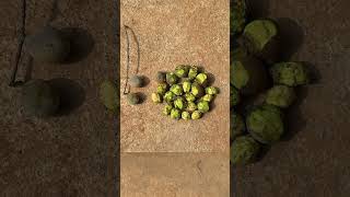 Hanuman Langur consumed fruits of Terminalia bellirica wildlife hanuman medicinal odisha [upl. by Susejedairam233]