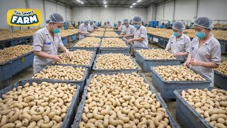 The BIGGEST Cashew Nuts Production Line You Should See Mega Cashew Nuts Factory [upl. by Luap]