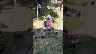 Flock of grackles descend on the yard to eat our acorns [upl. by Breena]