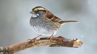 Introduction to Winter Birding [upl. by Anitsud]