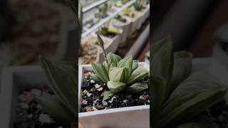 Haworthia Retusa Variegated Plant blooming shorts succulents [upl. by Bijan]