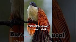 Burchells coucalrain bird callrainbirdsmamatv [upl. by Lindemann]