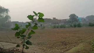 Fast growing trees hybrid poplar trees  Trending Nature [upl. by Hoye]