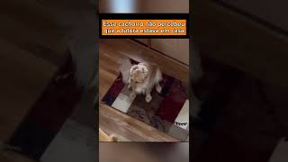 O CACHORRO NÃO PERCEBEU QUE O TUTOR TAVA EM CASA caes adestramento pets cachorro cachorros [upl. by Castra539]