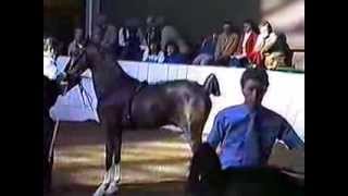 1987 Royal Winter Fair Hackney Pony Stallions [upl. by Bobbye]