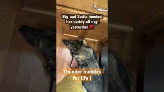 Thunder buddies cute dog sadiethesableshepherd [upl. by Lapo599]