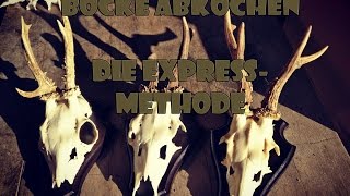 Bock Trophäen abkochen  ExpressMethode [upl. by Dido]