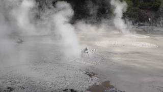 Bubbling geothermal mud potsRotorua New Zealand [upl. by Wilmott567]