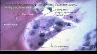 Learning Bone Growth 3 The Osteoclast [upl. by Katharine]