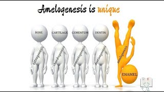 Amelogenesis [upl. by Skurnik144]