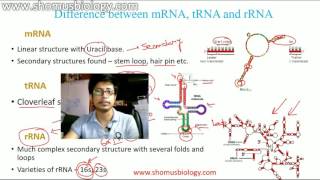 mRNA tRNA and rRNA [upl. by Boyer]