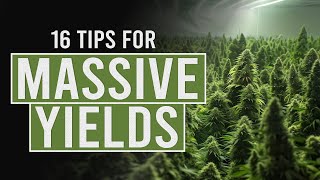 16 tips for Bigger Cannabis Yields [upl. by Ataeb165]