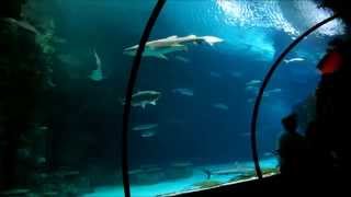 Shark Reef Aquarium  Mandalay Bay Las Vegas [upl. by Dryden]