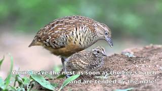 Barred Buttonquail [upl. by Lune]