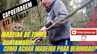 Capoeira Como achar madeira para Berimbau [upl. by Eat193]