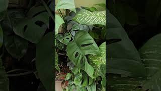 New leaf in monstera plant KAARIGIRIbyMayuriPatel gardening monstera ytshorts [upl. by Aidne405]