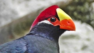 Violet Turaco aka Violaceous Turaco [upl. by Yzzo906]