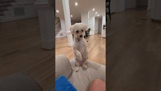 Is my dog part squirrel 😂🐶🐿️ dog puppy poodle cute [upl. by Dexter]