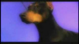 Eukanuba World Challenge 2007 Animal Planet TV show [upl. by Nireves]