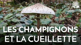 Cueillette de champignons [upl. by Adiel610]