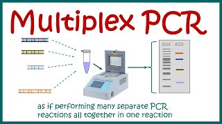 Multiplex PCR [upl. by Okomot381]