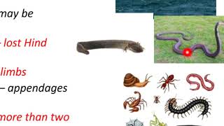 Similarity between Chordates and Nonchordates [upl. by Howlyn]