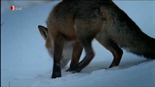 Fuchs jagd Schneemaus in den Alpen [upl. by Hendren356]