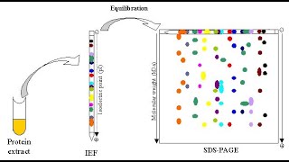 TWO DIMENSIONAL GEL ELECTROPHORESIS [upl. by Rasaec]