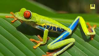 Fascinating Facts RedEyed Frog Tree Frog Agalychnis callidryas [upl. by Drofxer]