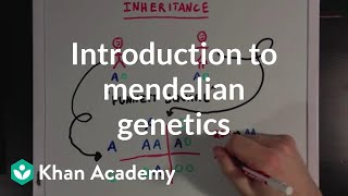 An Introduction to Mendelian Genetics  Biomolecules  MCAT  Khan Academy [upl. by Asirralc111]