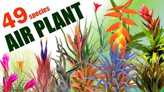 49 TILLANDSIA OR AIRPLANT SPECIES  HERB STORIES [upl. by Yehsa862]