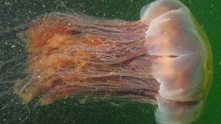 Facts The Lions Mane Jellyfish [upl. by Ellersick519]