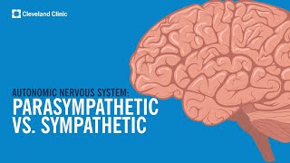 The Autonomic Nervous System Sympathetic vs Parasympathetic Explained [upl. by Araiek270]