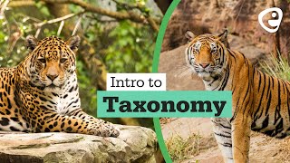 Introduction to Taxonomy [upl. by Kapoor664]