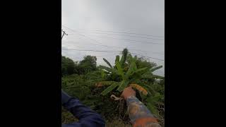 Slingshot Skills  បាញ់លលកតាមខ្សែភ្លេីង 1045 shorts slingshot birdhunting [upl. by Kurland428]