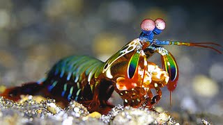 Peacock Mantis Shrimp The Fastest amp Most Powerful Punch [upl. by Oznerol841]